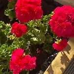 Les Reflets Du